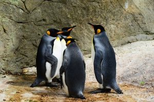 penguins talking in a group